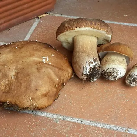 Casa Antonella Lägenhet Carro